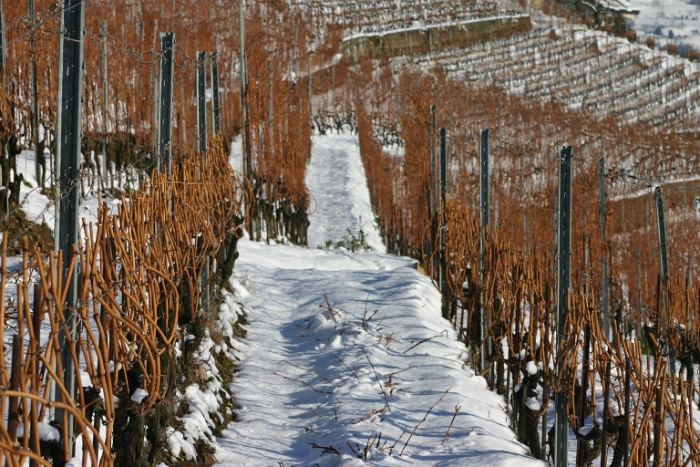 Vignes neige Chardonne - 062